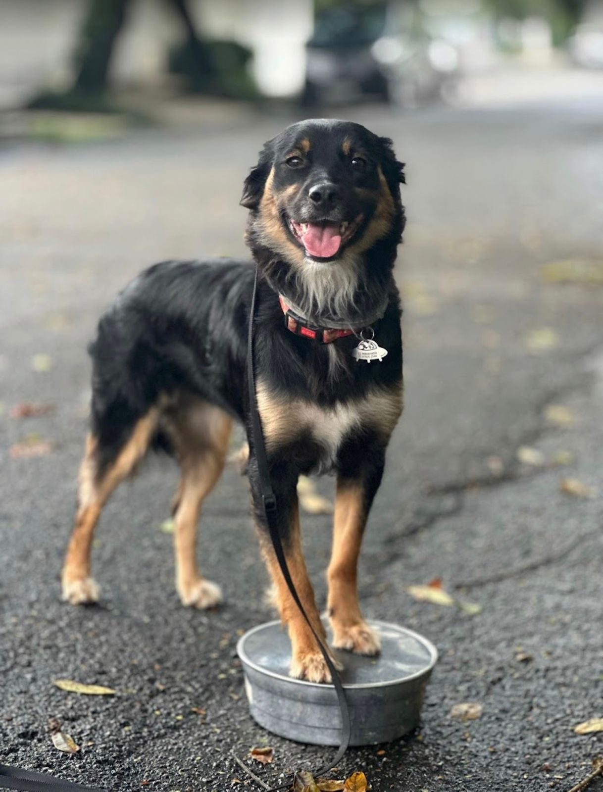 Cão feliz no passeio